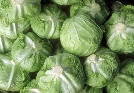 fresh round cabbage