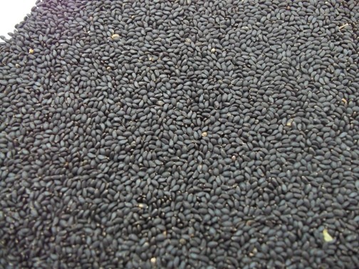 Basil Seed