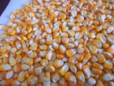 yellow maize