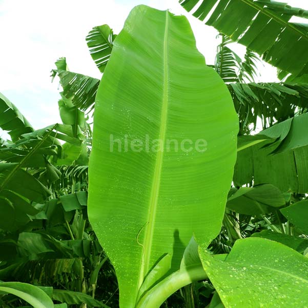 fresh banana leaf
