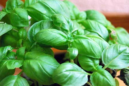 Basil Aromatherapy Oil