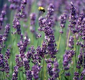 Lavender Aromatherapy Oil