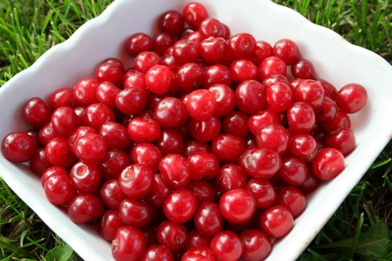Natural red cherry, Feature : Complete Purity, Good For Health, Good For Nutrition, Good For Vitamins