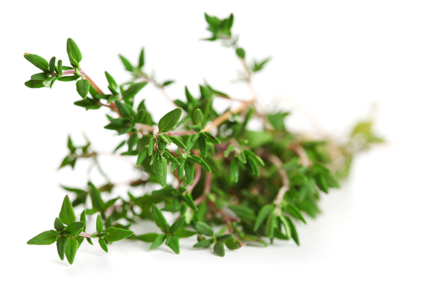 Thyme