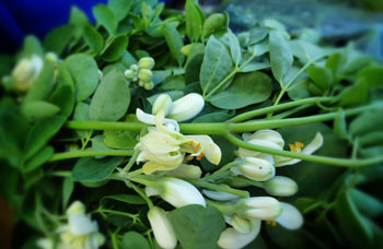 moringa flower