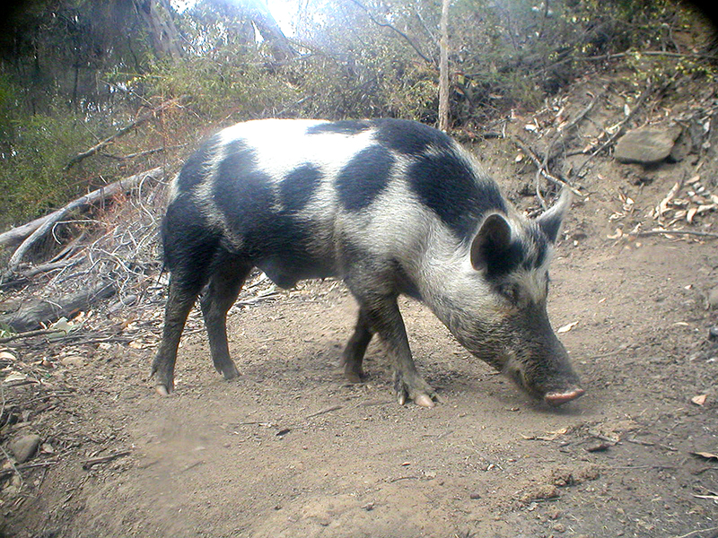 Australian Female Pig