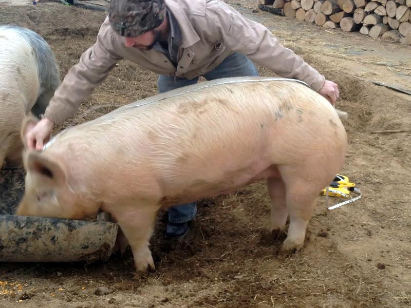 Landrace Male Pig