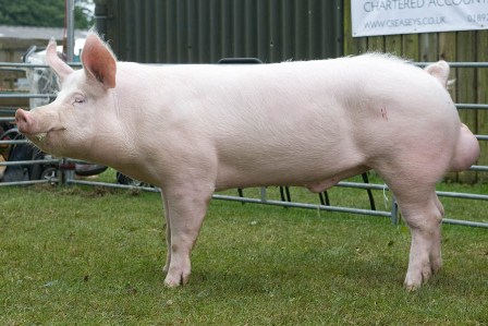 Large White Male Pig