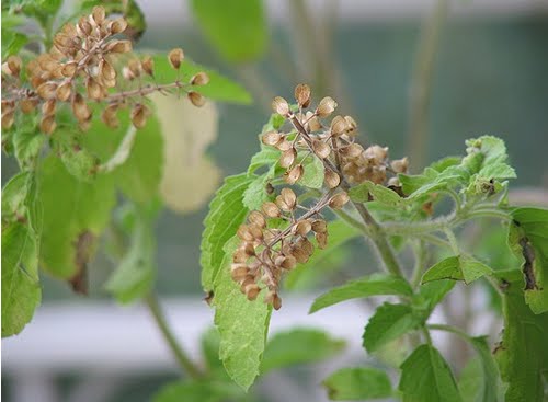 Natural Holy Basil Oil, Form : Liquid