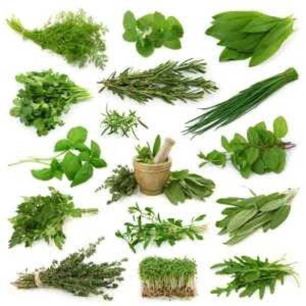 Medical and Herbal plant