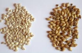 Barley Seeds