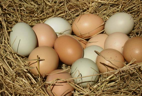 Farm Eggs