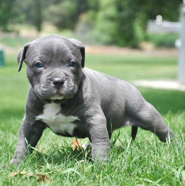 Pet Dogs Ameriacn Bully Male Puppies Manufacturer in