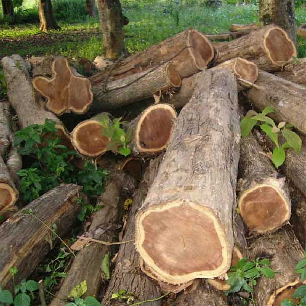 Teak Wood Blocks, Length : 8-10 Feet