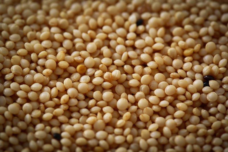 Amaranth Seeds, Packaging Type : pp beg, 100kg/ PP bag, 30gms