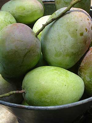 Suvarnarekha Mango at Best Price in Delhi | Bhareja Brothers