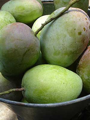 Suvarnarekha Mango