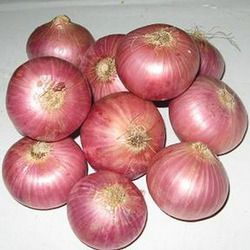 indian red onion