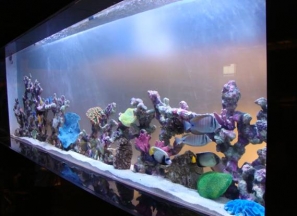 Marine Aquarium