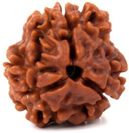 Three Faced Rudraksha (Teen Mukhi) of Nepali origin