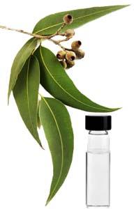 Eucalyptus Citriodora Oil