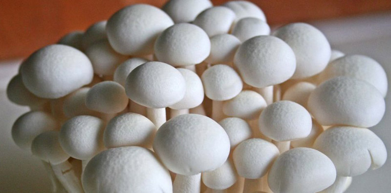 White Button Mushrooms