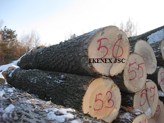 Ash Logs from Lithuania/latvia/ukraine (fraxinus Excelsior)