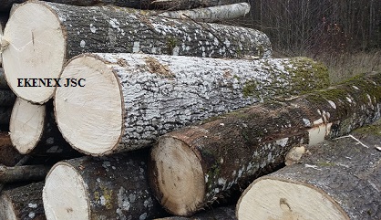 Aspen Logs from Lithuania/latvia/belarus/ukraine (populus Tremula)