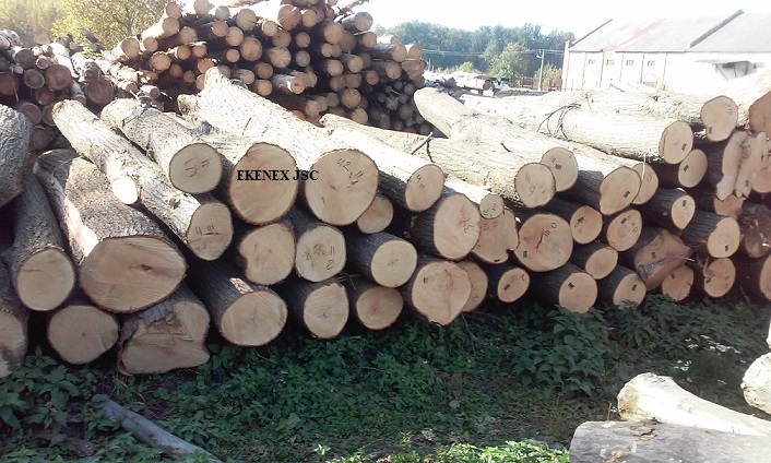 Bass wood/lime/linden Logs from Ukraine (tilia Cordata)