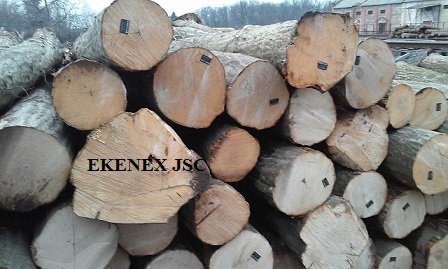 Hornbeam Logs from Ukraine (carpinus Betulus)