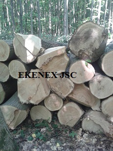 Read Oak Logs from Ukraine (quercus Rubra)