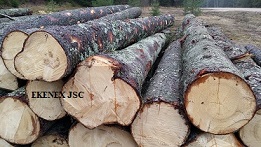 Spruce Logs from Lithuania/belarus