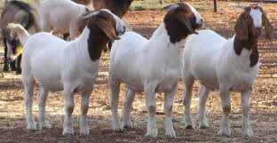 100% Pure Breed Live Boer Goats