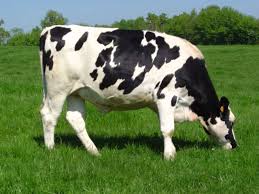 Grade a Live Dairy Cows and Pregnant Holstein Heifers Cows