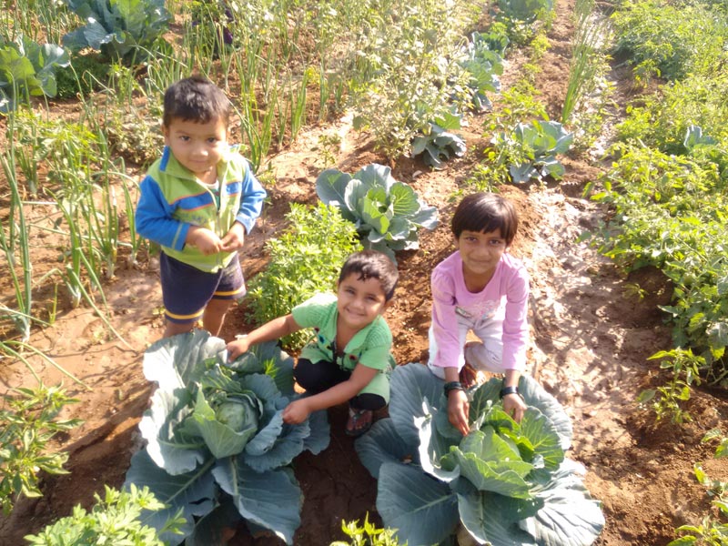 Green Cabbage