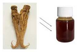 Angelica Root Oil