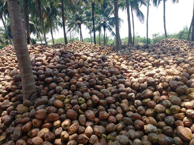 Pollachi Fresh Coconuts
