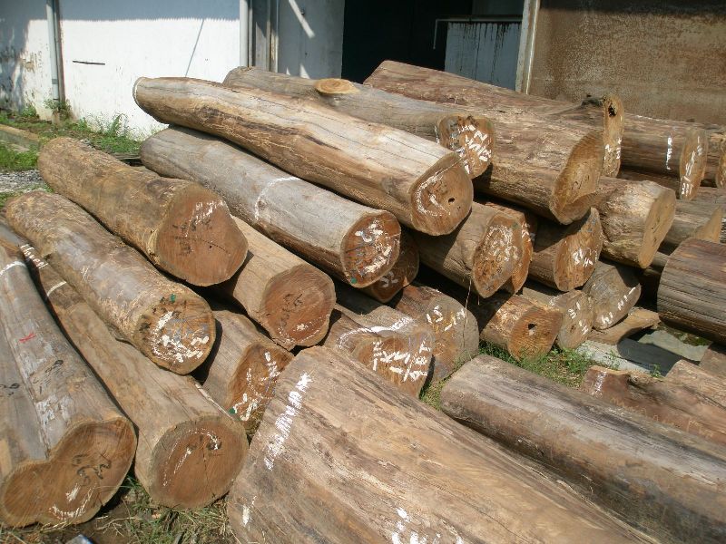 Teak timber logs