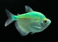 freshwater tropical fish