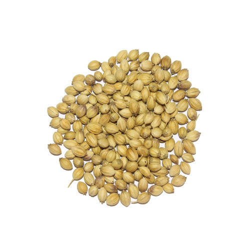 Single Parrot Coriander Seeds