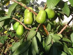 Guava Plants