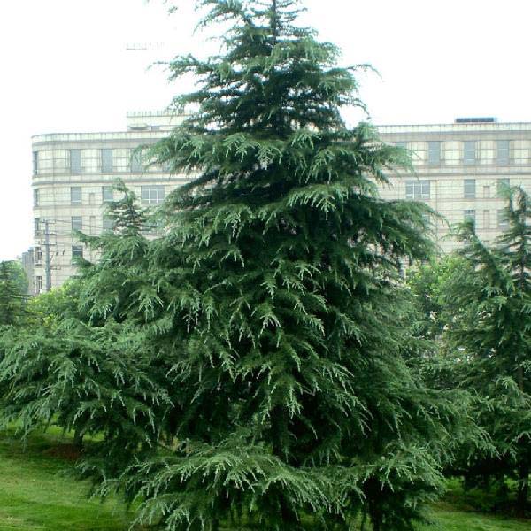 London Pine Plants