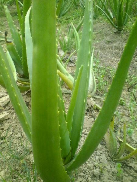 Sandilya Aloe vera Plants, Form : A.P