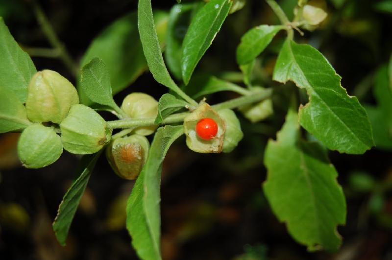 Ashwagandha Plant