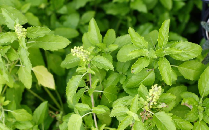 Tulsi Plant