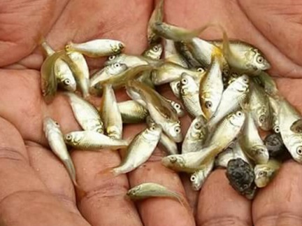 Common Carp Fish Seeds