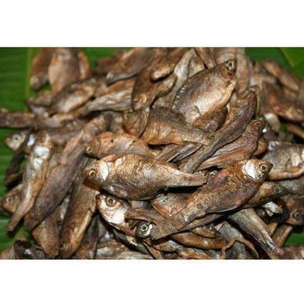 Rohu Katla Fish Seeds