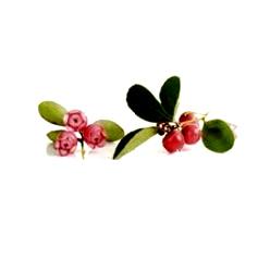 Gaultheria Oil