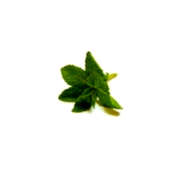 Mint Terpene