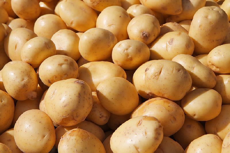 Organic fresh potato, for Cooking, Home, Restaurant, Snacks, Feature : Early Maturing, Eco-Friendly